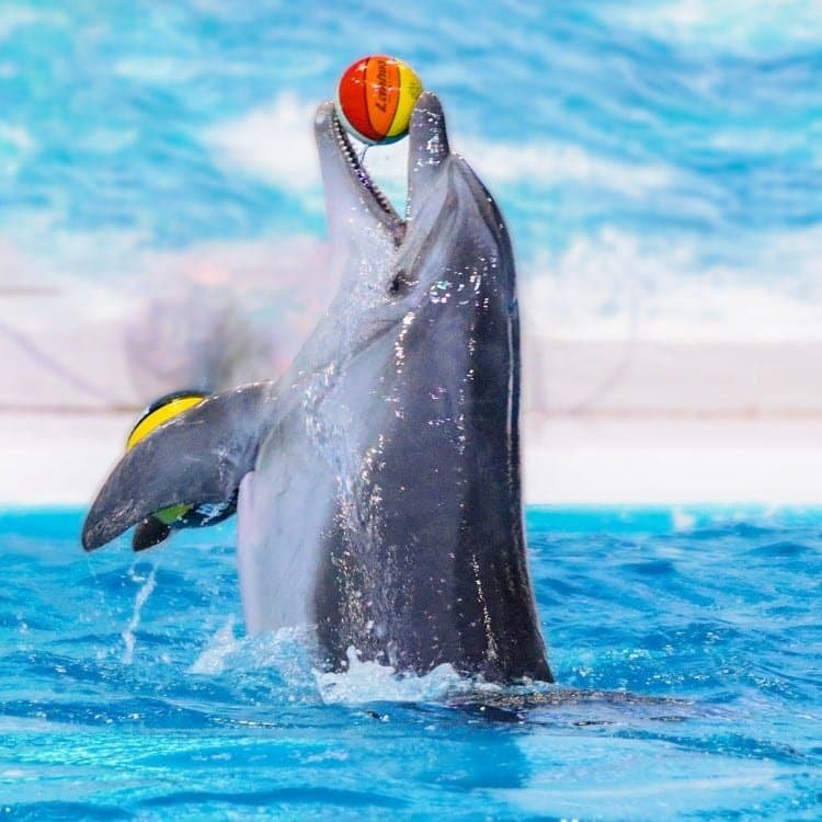 Dubai Dolphinarium – Dolphin and seal show