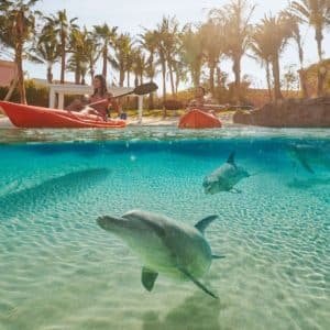 Kayaking with dolphins at Atlantis Dolphin Bay