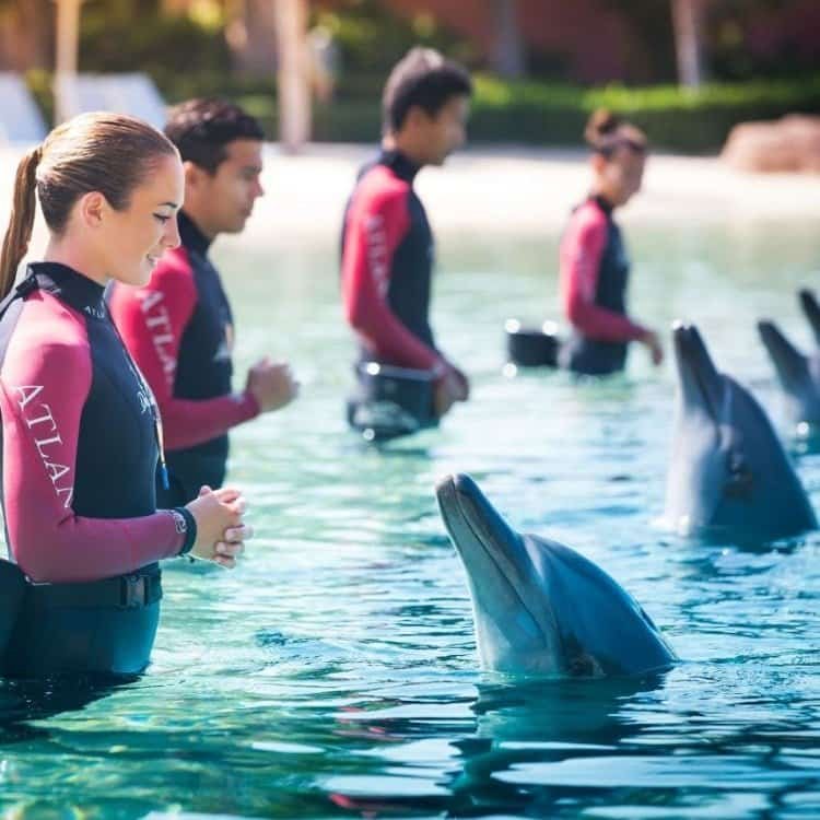 Swim and explore with dolphins at Atlantis