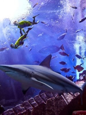 Atlantis Snorkeling Experience