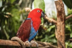 Green Planet une forêt tropicale unique en intérieur