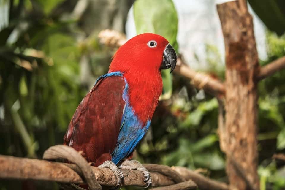 Green Planet a unique indoor rainforest